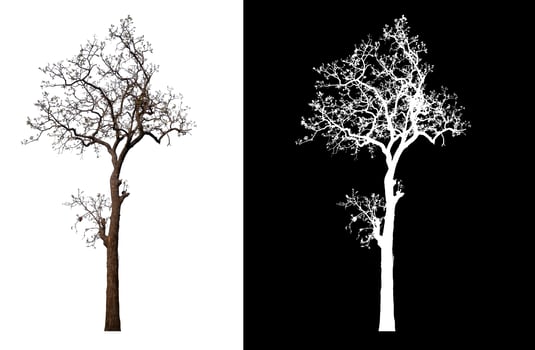 isolated tree without leaves on white background photo