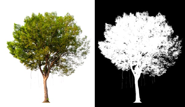 Isolated single tree on white background with clipping path photo