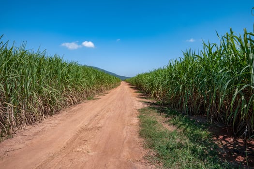 green sugar plant in blue sky day photo