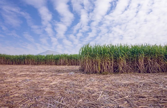 sugar cane farm with cloudy photo