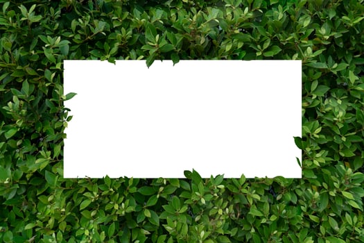 Leaf background And white paper photo