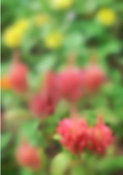 orange flower soft blur beautiful nature photo