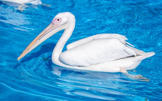 White pelican bird with yellow long beak swims in the water pool, close up photo