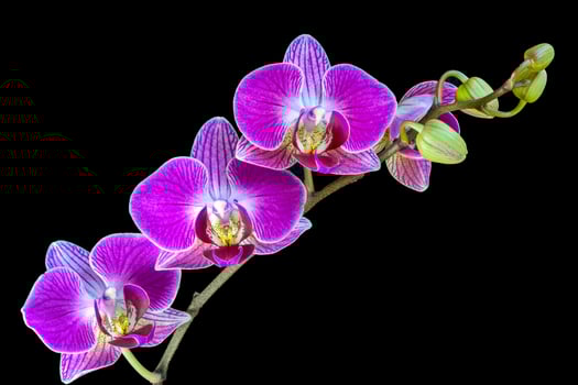 A Spray of Orchid Flowers photo