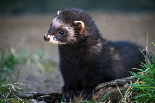 European Polecat close up photo