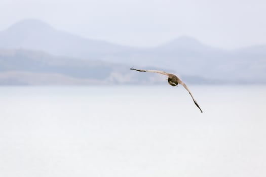 Northern Royal Albatross flying over the Otago Peninsula photo