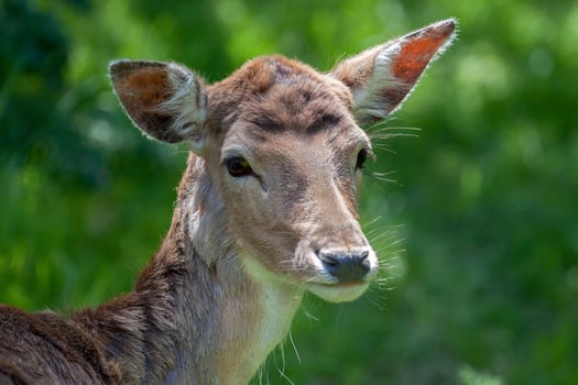 Close-up of a Red Deer photo