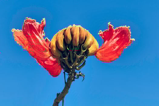 Royal Poinciana flowering in Tenerife photo