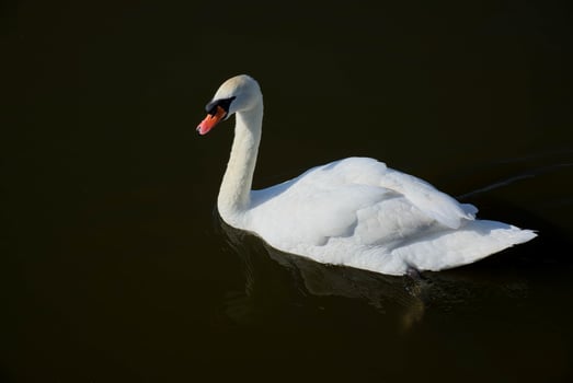 Mute Swan on Oulton Broad photo