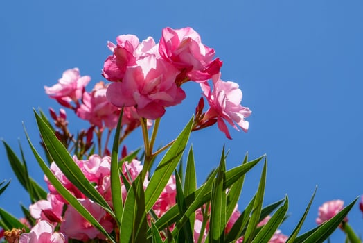 Nerium Oleander Double Pink Cultivar photo