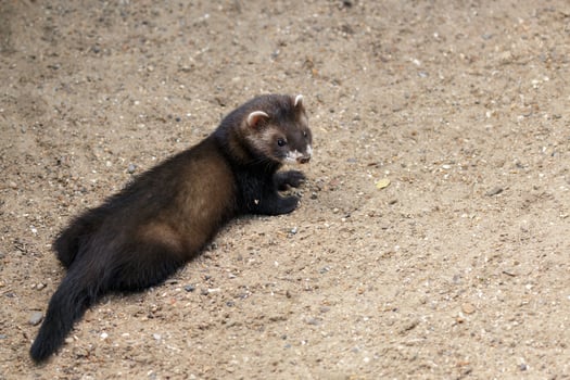 Young European Polecat photo