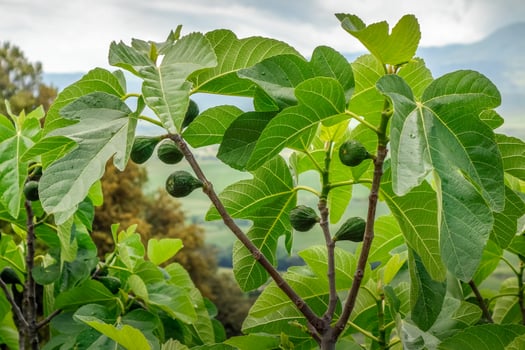 Healthy Fig tree growing in Tuscany Italy photo