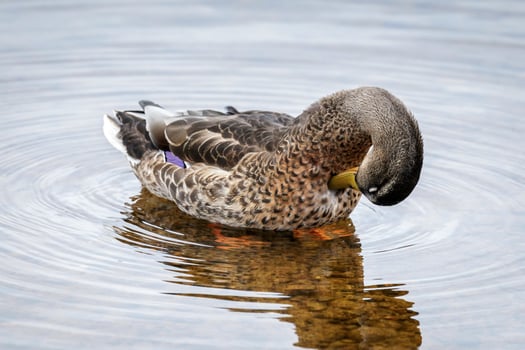 Female Mallard on the water photo