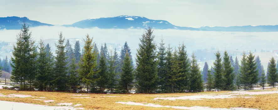 the beginning of spring in the mountains. Carpathians. Ukraine. photo