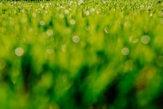 green grass. natural background texture. photo