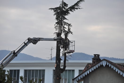 Unrecognisable gardener pruning a tree photo