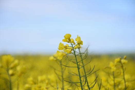 Beautiful Blooming Yellow Rape Seed Flowers in a Field photo