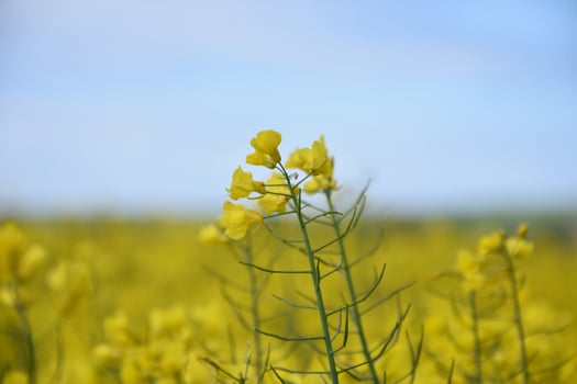 Amazing Yellow Rape Seed Blossoms Up Close in a Field photo