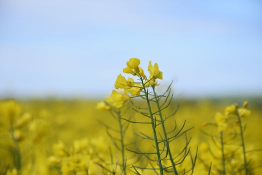 Yellow Rape Seed Flower Blossoms Up Close in a Field photo