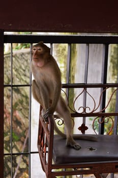 Monkey closeup high quality Premium Photo