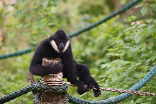 Monkey closeup high quality Premium Photo