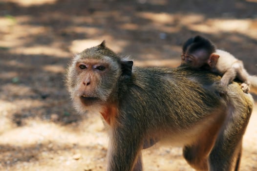 Monkey closeup high quality Premium Photo