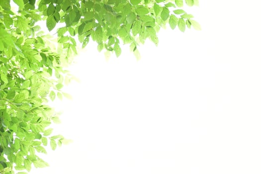 Fresh and grenn bamboo leaves background photo