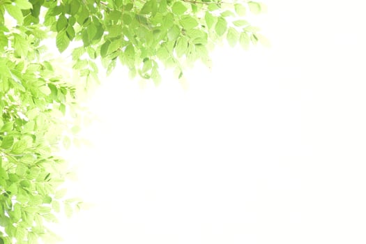 Fresh and grenn bamboo leaves background photo