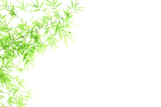 Fresh and grenn bamboo leaves background photo