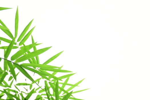 Fresh and grenn bamboo leaves background photo