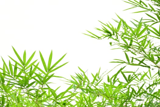 Fresh and grenn bamboo leaves background photo