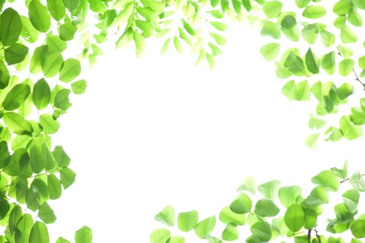 natural leaves branches and trees background. photo