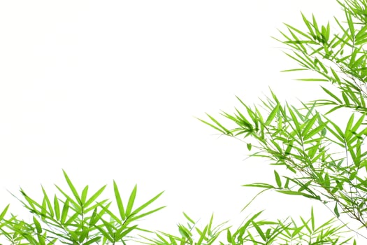 Fresh and grenn bamboo leaves background photo