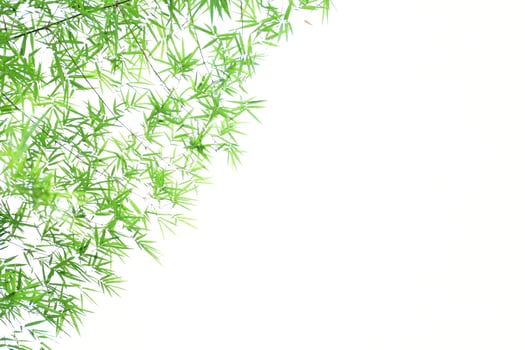 Fresh and grenn bamboo leaves background photo
