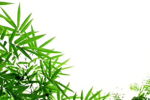 Fresh and grenn bamboo leaves background photo