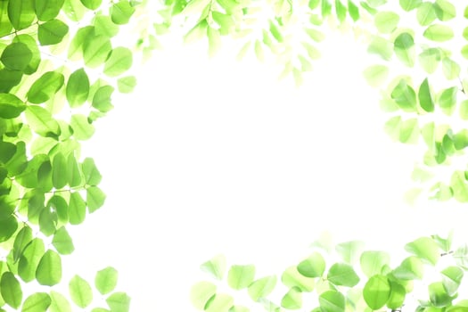 Fresh and grenn bamboo leaves background photo