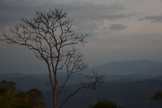 Dry trees against a mountain backdrop in the morning of the day. photo