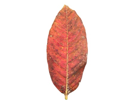 Isolated queen's crape myrtle old and fallen leaf with clipping paths. photo