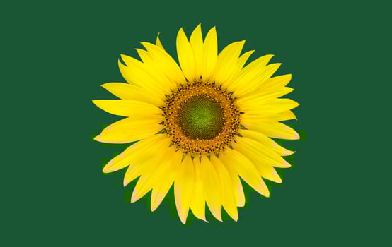 Isolated single sunflower with clipping paths. photo