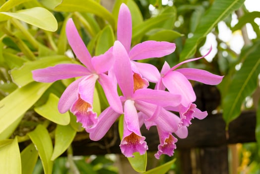 Cattleya is a genus of 113 species of orchids from Costa Rica and the Antilles south to Argentina. photo