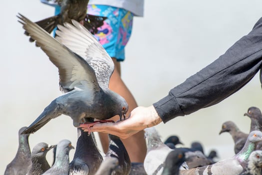 Pigeons and doves exhibit considerable variations in size. Pigeons and doves are distributed everywhere on Earth. photo