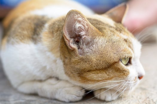 The cats are cute animals. photo