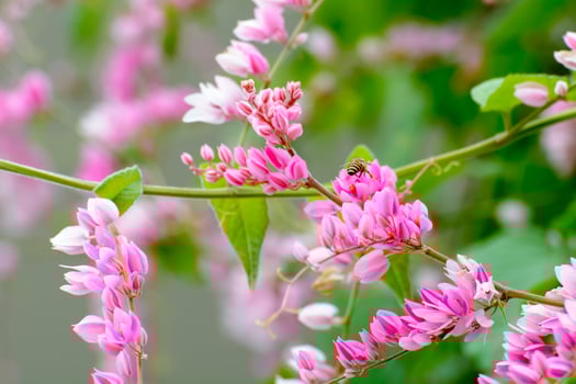 Antigonon leptopus Hook photo