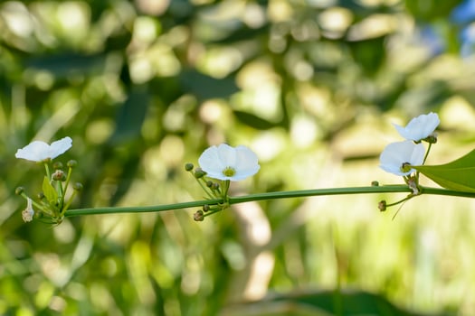 Sagittaria lancifolia a timber of water. Water plants that need sun all day. photo