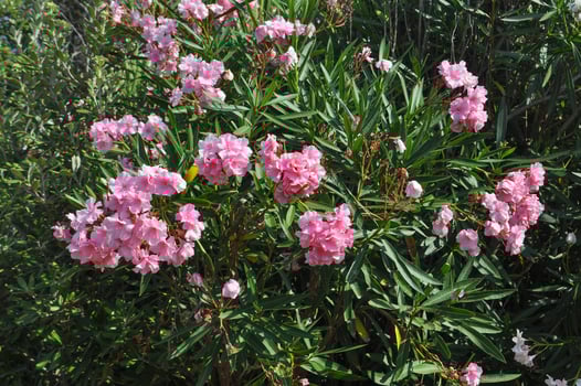 oleander tree flowers photo