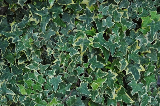 Green ivy leaves useful as a background photo