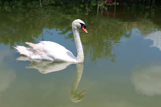 White swan swimming in the lake. photo