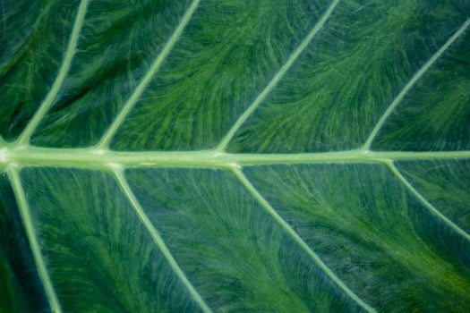 Green Taro leaf, Abstract green leaves for nature wallpaper background concepts photo