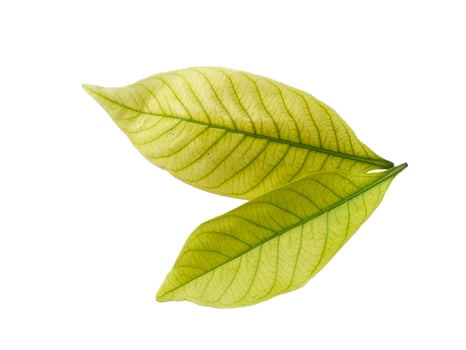 Kacapiring or Gardenia augusta or cape jasmine leaves isolated on white background photo