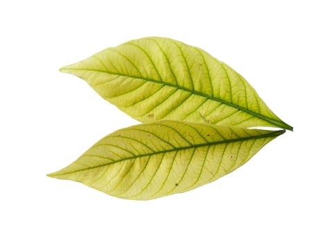 Kacapiring or Gardenia augusta or cape jasmine leaves isolated on white background photo